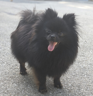 Quenta von Chandrapura (black and tan)